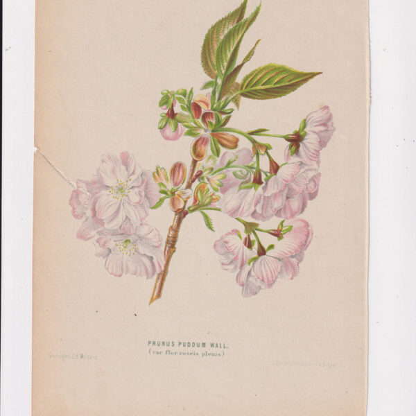 Pruno, Cromolitografia, 1867