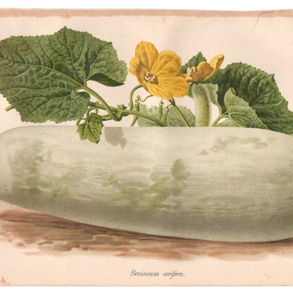 Zucca, Cromolitografia, 1887