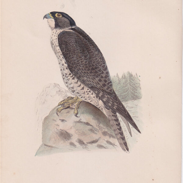 Falcone, Norwegian Jer-Falcon, 1875