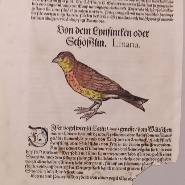 Conrad Gessner (Zurigo, 1516 - 1565) Tavola Ornitologica tratta da Historiae Animalium  6