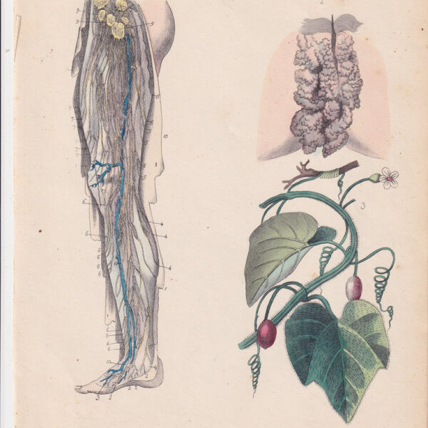 Tavola anatomica, vene della gamba, 1839