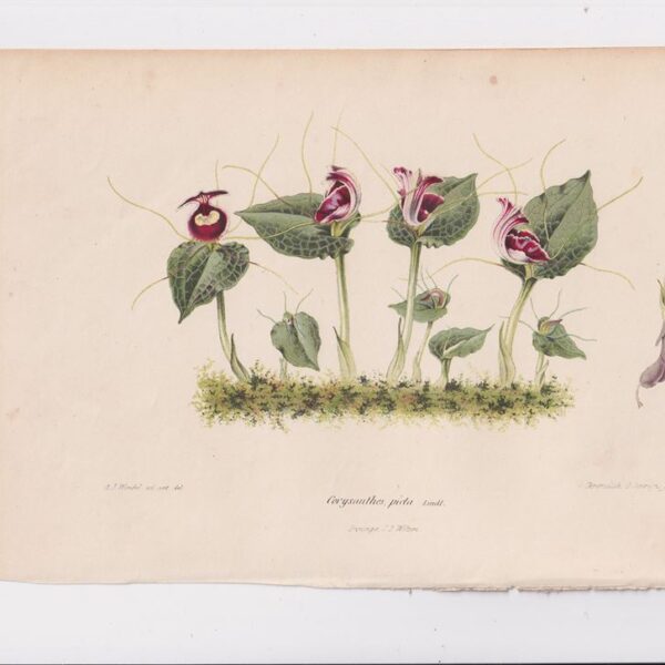 Corysanthes picta, Cromolitografia, 1867