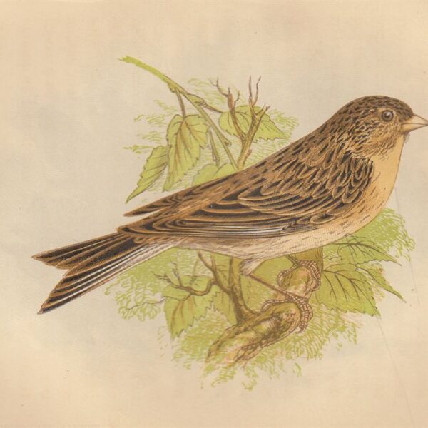 Ciuffolotto (Mountain Linnet), 1853