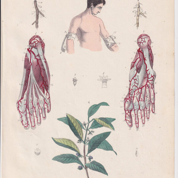 Tavola anatomica, apparato circolatorio, muscoli, 1839