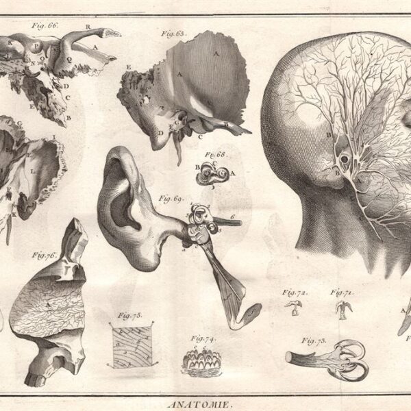 Diderot e D'Alembert,1778, anatomia orecchio otorino