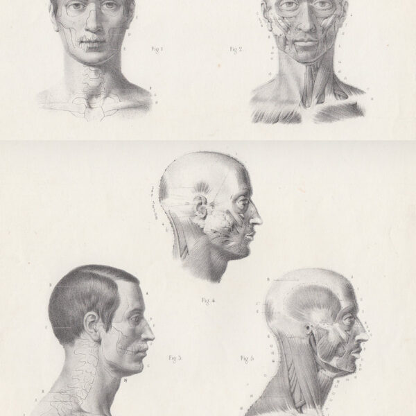 Anatomia, Volto, Muscoli, 1865