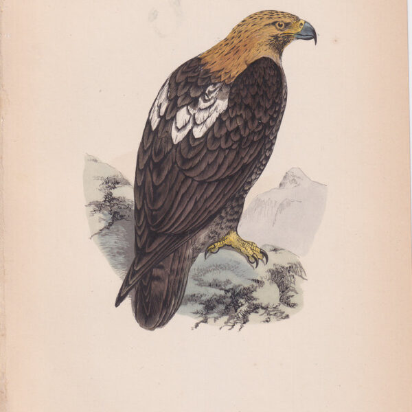 Aquila Imperiale, Imperial Eagle, 1875