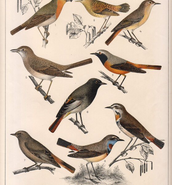 Usignoli, Passeri, 1800