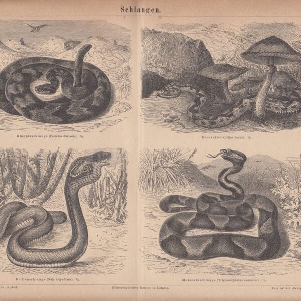 Crotalo, Cobra, 1890