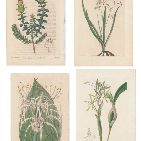 Lotto di 4 stampe di piante, 1810-30