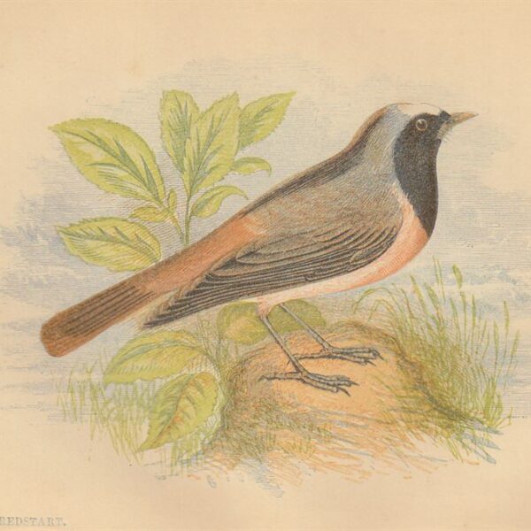 Codirosso (Redstart), 1853