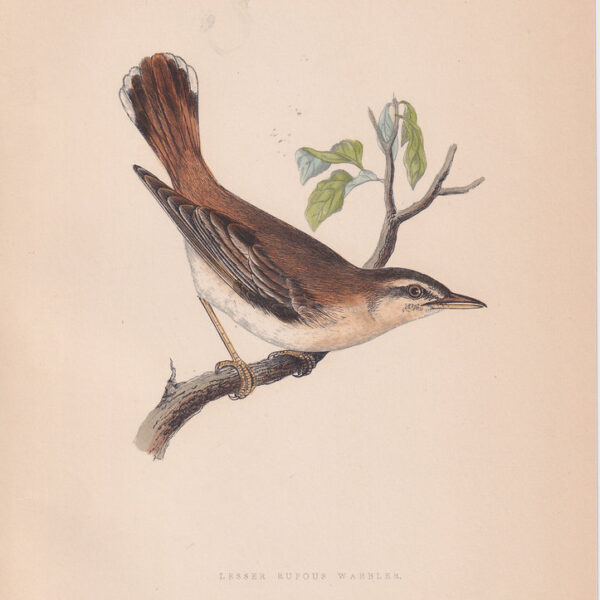 Cannaiola rossiccia, 1875