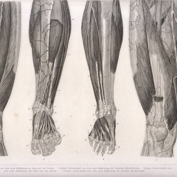 Tavola anatomica, muscoli arti inferiori, 1850