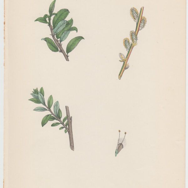 Salice strisciante, 1902