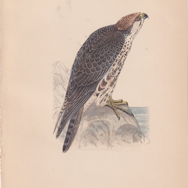 Falcone, Saker Falcon, 1875