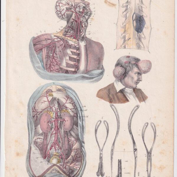 Tavola anatomica, apparato circolatorio, 1839
