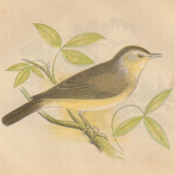 Beccafico (Garden Warbler), 1853