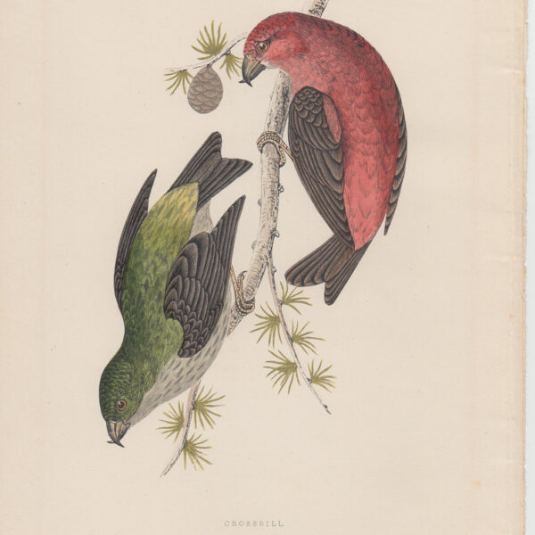 Crossbill, Pappagallini, 1870