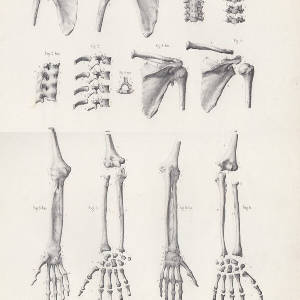 Anatomia, Scheletro, Ossa, 1865