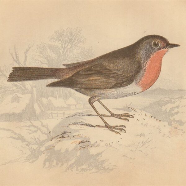 Pettirosso (Redbreast), 1853