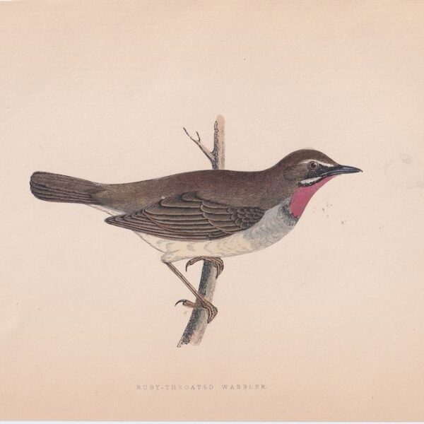 Cardellina Rubra, 1875