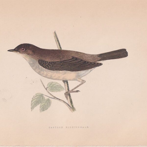 Usignolo Orientale, 1875