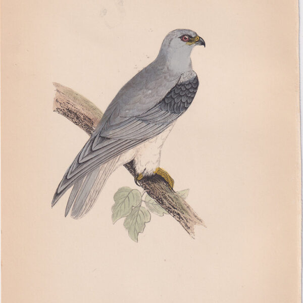 Aquila, Black-Winged Kite, 1875