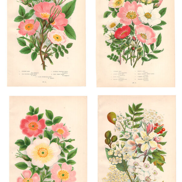 Gruppo di 4 stampe di fiori, 1860