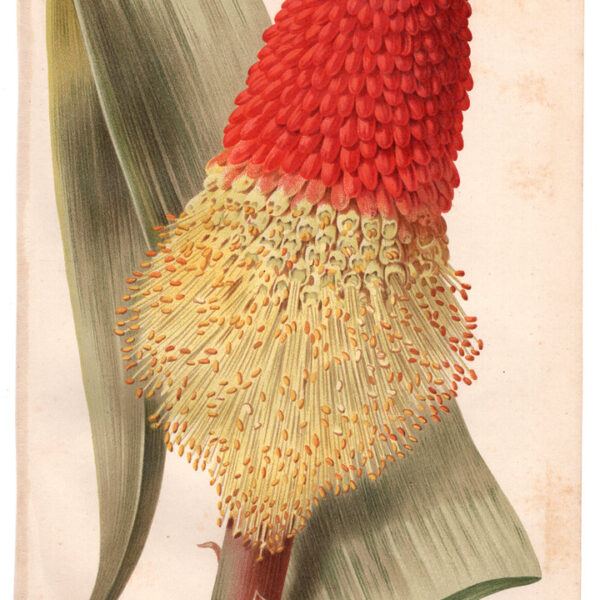 Tritoma, Cromolitografia, 1887