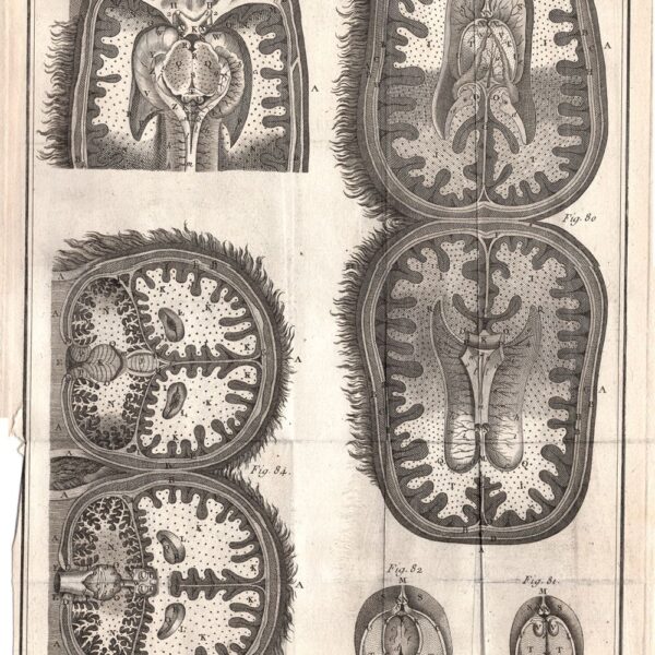 Diderot e D'Alembert,1778, anatomia cervello visione interna cervelletto