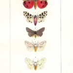 Farfalle Chelonia Arotia stampa antica acquarellata d'epoca 1864