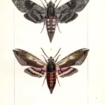 Farfalle Sphinx stampa antica acquarellata d' epoca 1864