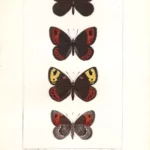 Farfalle Erebia Satyrus stampa antica acquarellata d' epoca 1864