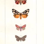 Farfalla Chelonia stampa antica acquarellata d'epoca 1864
