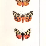 Farfalla Chelonia stampa antica acquarellata d'epoca 1864