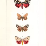 Farfalle Euthemonia Chelonia stampa antica acquarellata d' epoca 1864