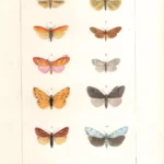 Farfalle Emydia Lithosia stampa antica acquarellata d'epoca 1864