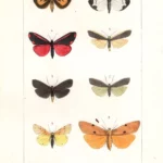 Farfalle Emydia Euchelia Lithosia stampa antica acquarellata d' epoca 1864