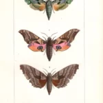 Farfalle Smerinthus stampa antica acquarellata d' epoca 1864