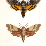 Farfalle Acherontia Smerinthus stampa antica acquarellata d' epoca 1864