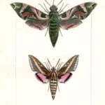 Farfalle Deilephila stampa antica acquarellata d' epoca 1864