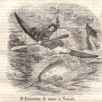 Liocorno di mare o Narval, animali leggendari, 1843
