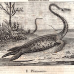 Plesiosauro, animali leggendari, 1843