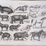 Zoologia, Tavola zoologica, 1850
